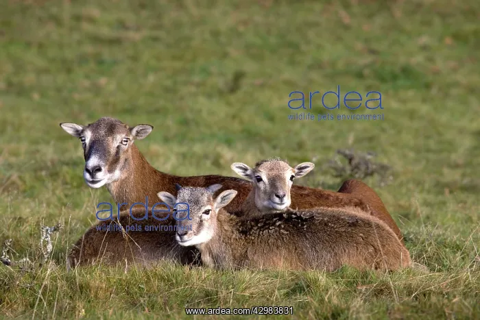 : Mouflon - mother with young : Mouflon - mother with young