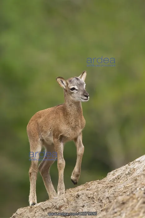 : Mouflon (Ovis ammon musimon), young animal, Germany : Mouflon (Ovis ammon musimon), young animal, Germany