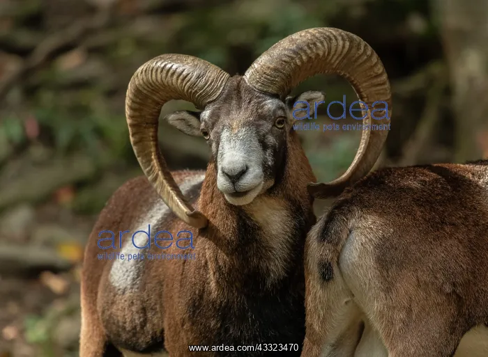 : Mouflon, Ovis orientalis musimon, - the ancestor : Mouflon, Ovis orientalis musimon, - the ancestor