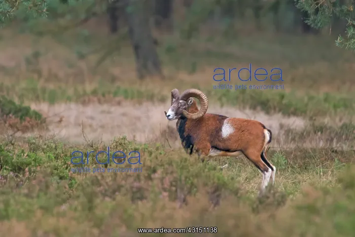 : Mouflon (Ovis orientalis orientalis) resting : Mouflon (Ovis orientalis orientalis) resting