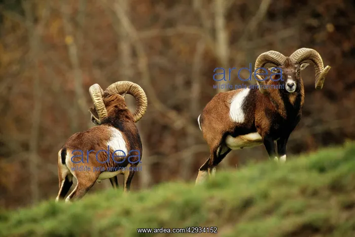  : MOUFLON - pair