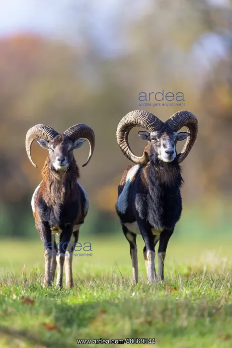 : Mouflon ram autumn 101, S-E Arndt : Mouflon ram autumn 101, S-E Arndt