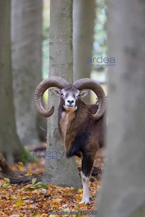 : Mouflon ram autumn : Mouflon ram autumn