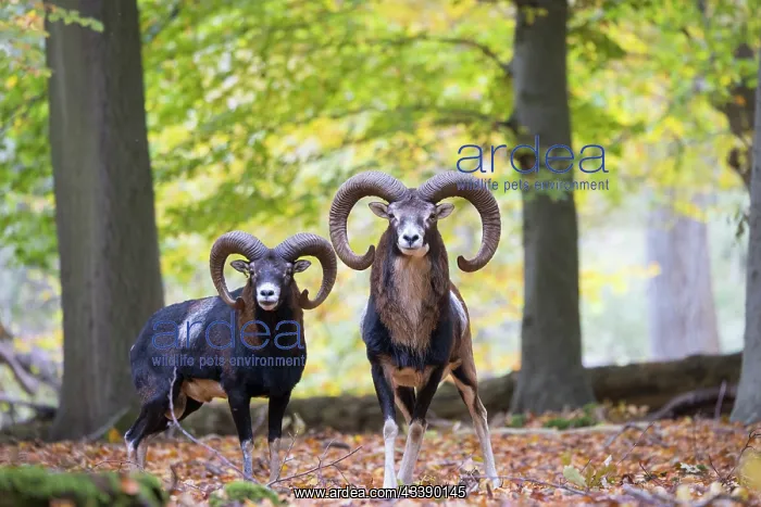: Mouflon ram autumn : Mouflon ram autumn