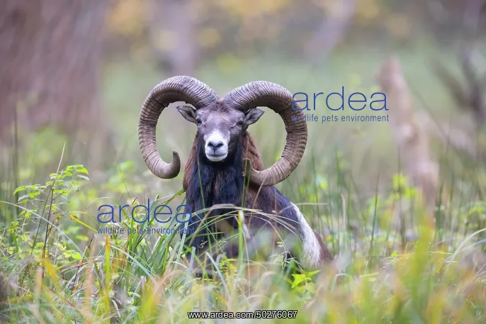 : Mouflon ram autumn : Mouflon ram autumn