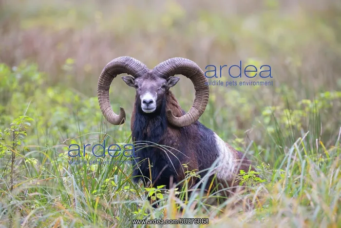 : Mouflon ram autumn : Mouflon ram autumn