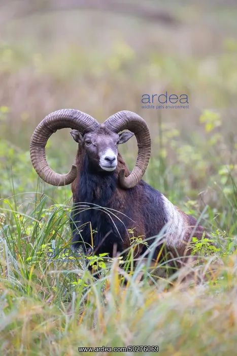: Mouflon ram autumn : Mouflon ram autumn