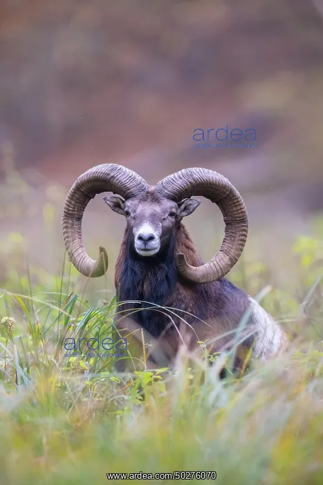 : Mouflon ram autumn : Mouflon ram autumn