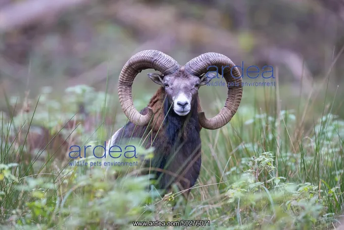 : Mouflon ram autumn : Mouflon ram autumn