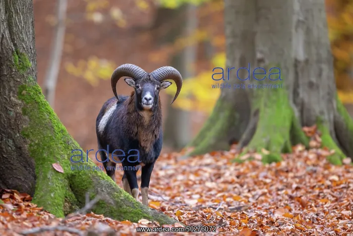 : Mouflon ram autumn : Mouflon ram autumn