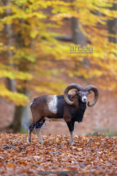 : Mouflon ram autumn : Mouflon ram autumn