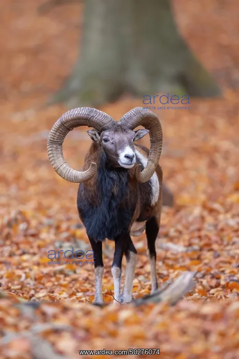 : Mouflon ram autumn : Mouflon ram autumn