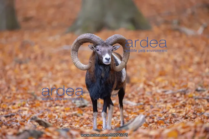 : Mouflon ram autumn : Mouflon ram autumn