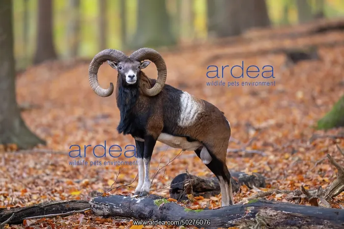 : Mouflon ram autumn : Mouflon ram autumn