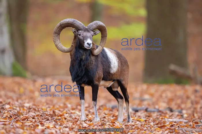 : Mouflon ram autumn : Mouflon ram autumn