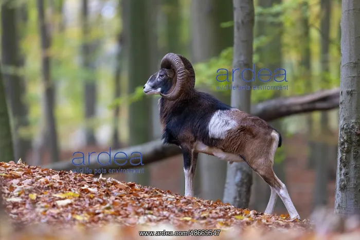 : Mouflon ram autumn 76, S-E Arndt : Mouflon ram autumn 76, S-E Arndt