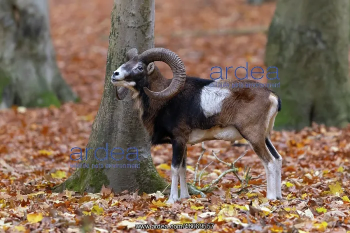 : Mouflon ram autumn 77, S-E Arndt : Mouflon ram autumn 77, S-E Arndt