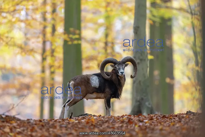 : Mouflon ram autumn 80, S-E Arndt : Mouflon ram autumn 80, S-E Arndt