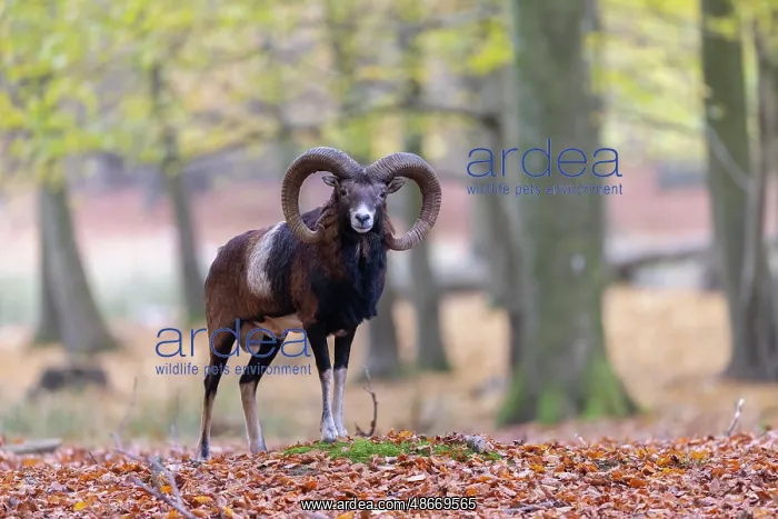  : Mouflon ram autumn 81, S-E Arndt