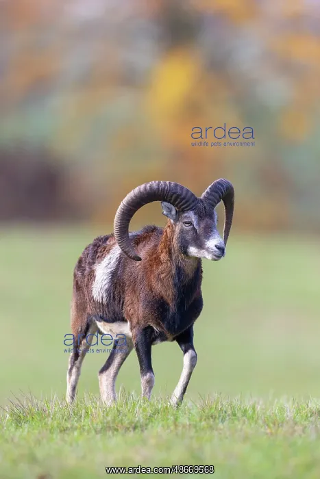 : Mouflon ram autumn 83, S-E Arndt : Mouflon ram autumn 83, S-E Arndt