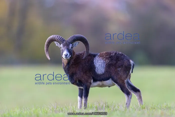 : Mouflon ram autumn 84, S-E Arndt : Mouflon ram autumn 84, S-E Arndt