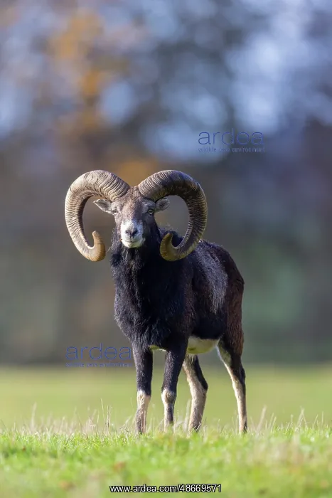: Mouflon ram autumn 85, S-E Arndt : Mouflon ram autumn 85, S-E Arndt