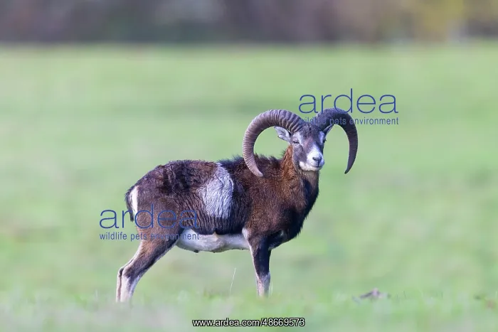 : Mouflon ram autumn 86, S-E Arndt : Mouflon ram autumn 86, S-E Arndt