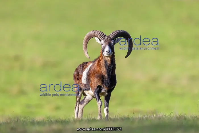 : Mouflon ram autumn 89, S-E Arndt : Mouflon ram autumn 89, S-E Arndt