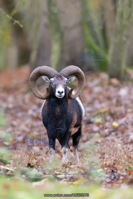 : Mouflon ram autumn 91, S-E Arndt : Mouflon ram autumn 91, S-E Arndt