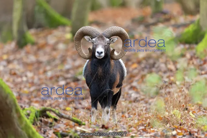 : Mouflon ram autumn 93, S-E Arndt : Mouflon ram autumn 93, S-E Arndt