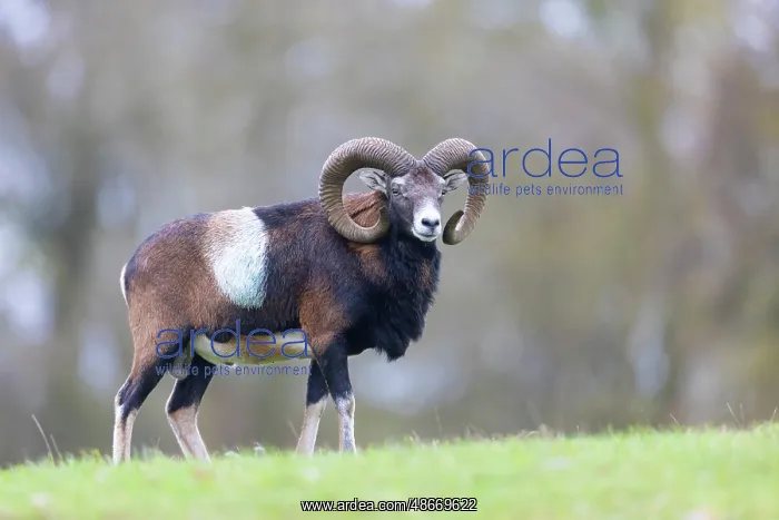 : Mouflon ram autumn 97, S-E Arndt : Mouflon ram autumn 97, S-E Arndt