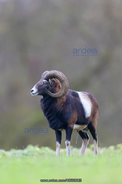 : Mouflon ram autumn 98, S-E Arndt : Mouflon ram autumn 98, S-E Arndt