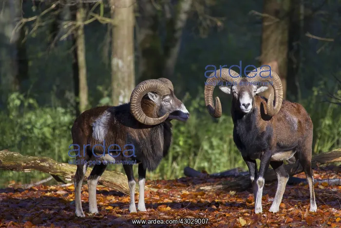  : Mouflon - ram in autumn - Germany