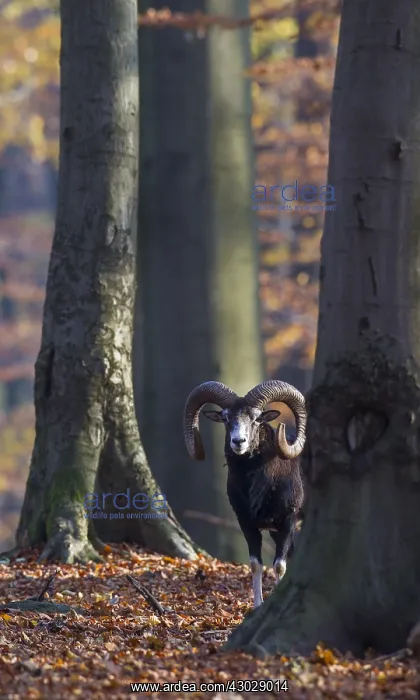  : Mouflon - ram in autumn - Germany