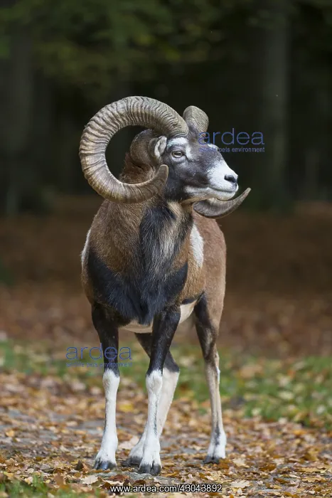  : Mouflon - ram in autumn - Germany