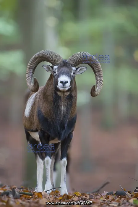  : Mouflon - ram in autumn - Germany