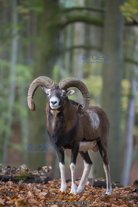  : Mouflon - ram in autumn - Germany
