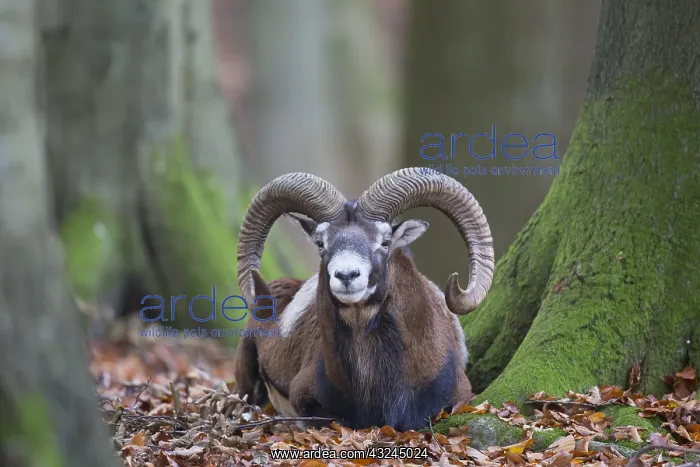  : Mouflon - ram in autumn - Germany