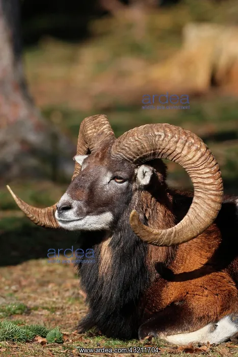 : Mouflon ram (Ovis ammon musimon), captive, Bavaria : Mouflon ram (Ovis ammon musimon), captive, Bavaria