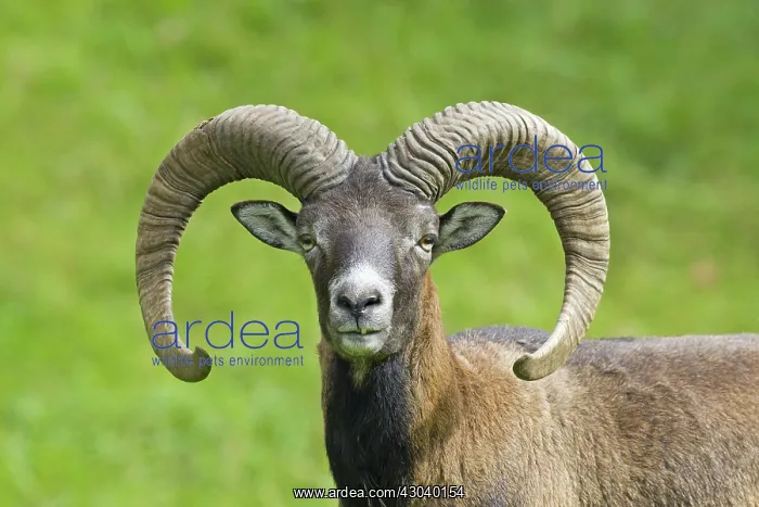  : Mouflon ram portrait