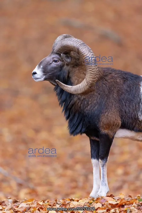 : Mouflon ram portrait : Mouflon ram portrait