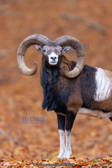 : Mouflon ram portrait : Mouflon ram portrait