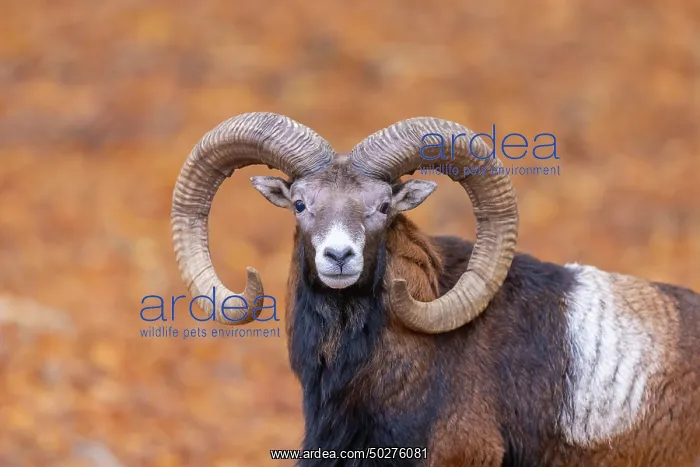 : Mouflon ram portrait : Mouflon ram portrait