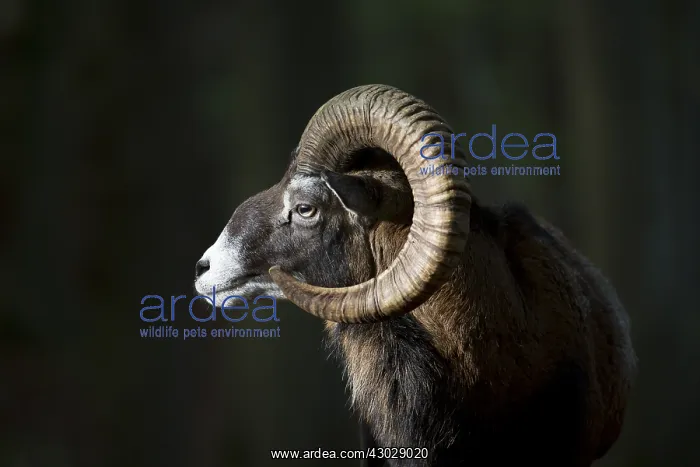  : Mouflon - ram portrait - Germany