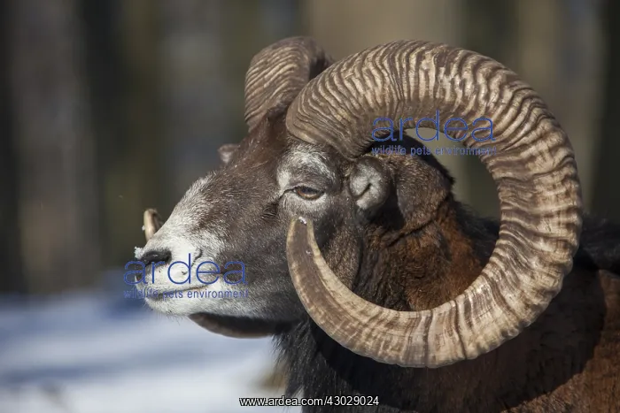  : Mouflon - ram portrait - Germany