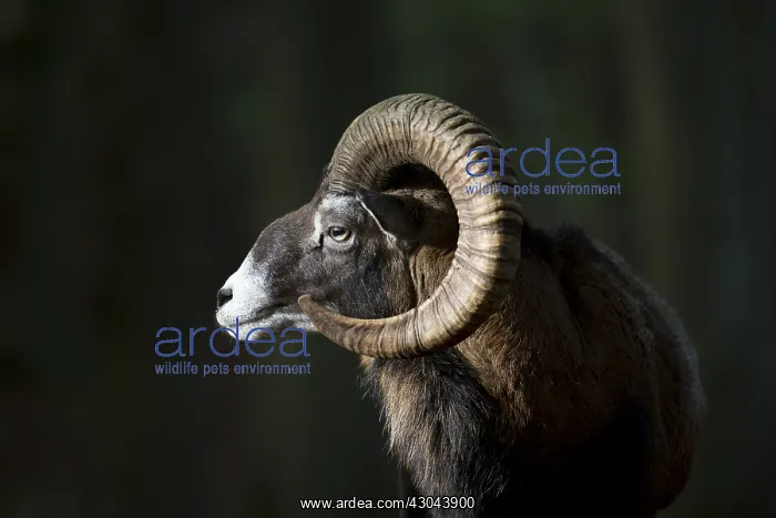  : Mouflon - ram portrait - Germany