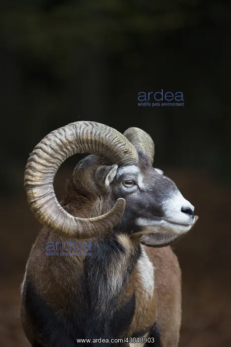  : Mouflon - ram portrait - Germany