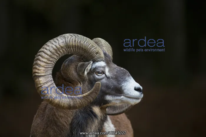 : Mouflon - ram portrait - Germany