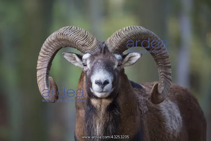  : Mouflon - ram portrait - Germany