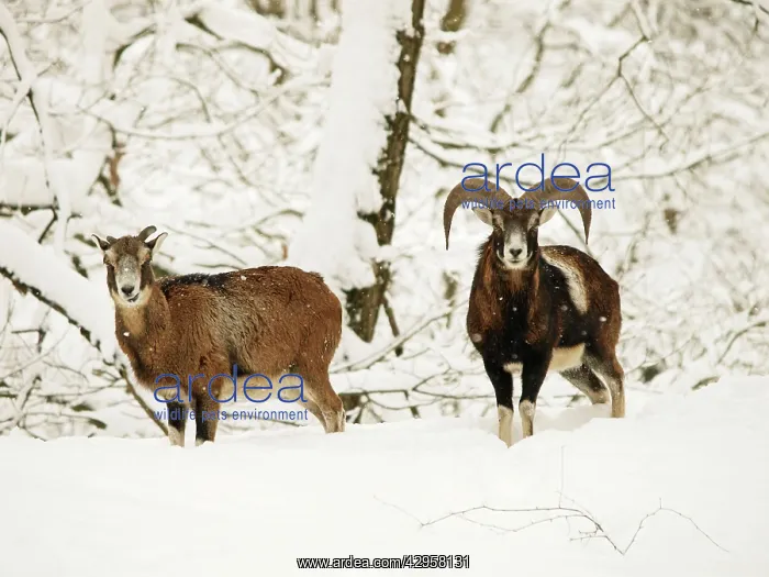 : Mouflon ram and sheep in snow : Mouflon ram and sheep in snow